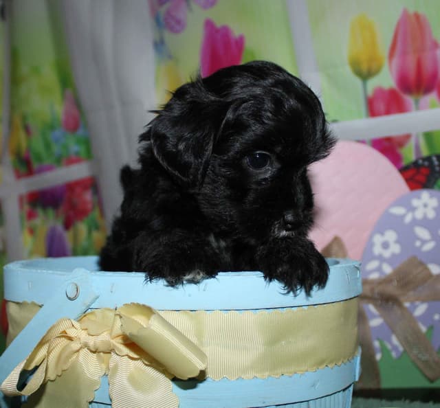 Havanese Puppies media 4