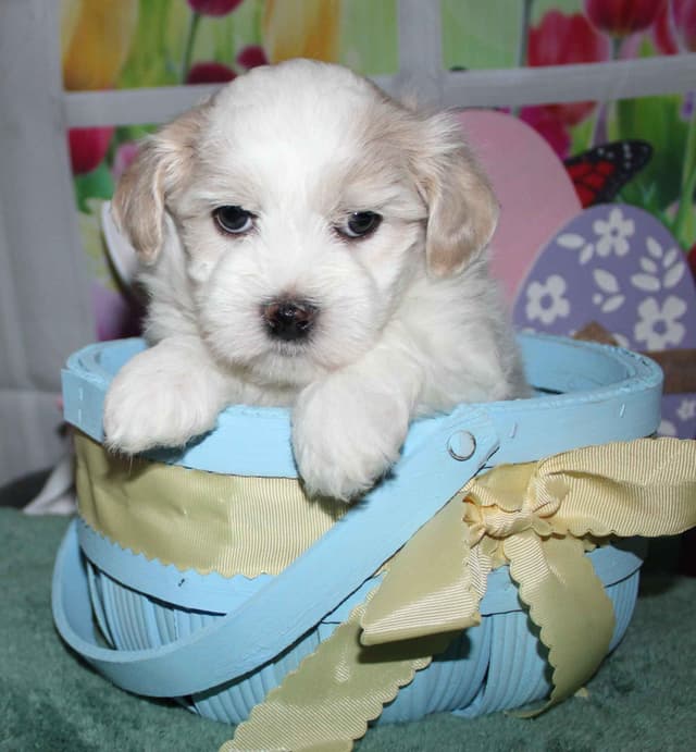 Havanese Puppies media 5