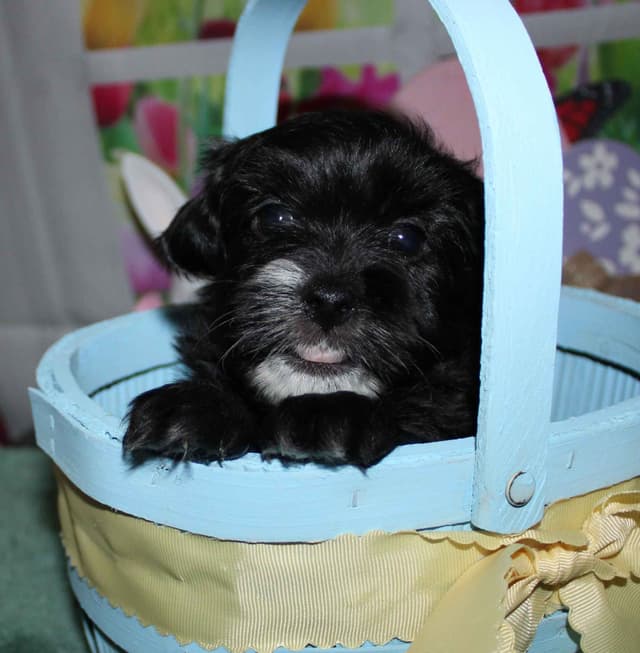Havanese Puppies media 6