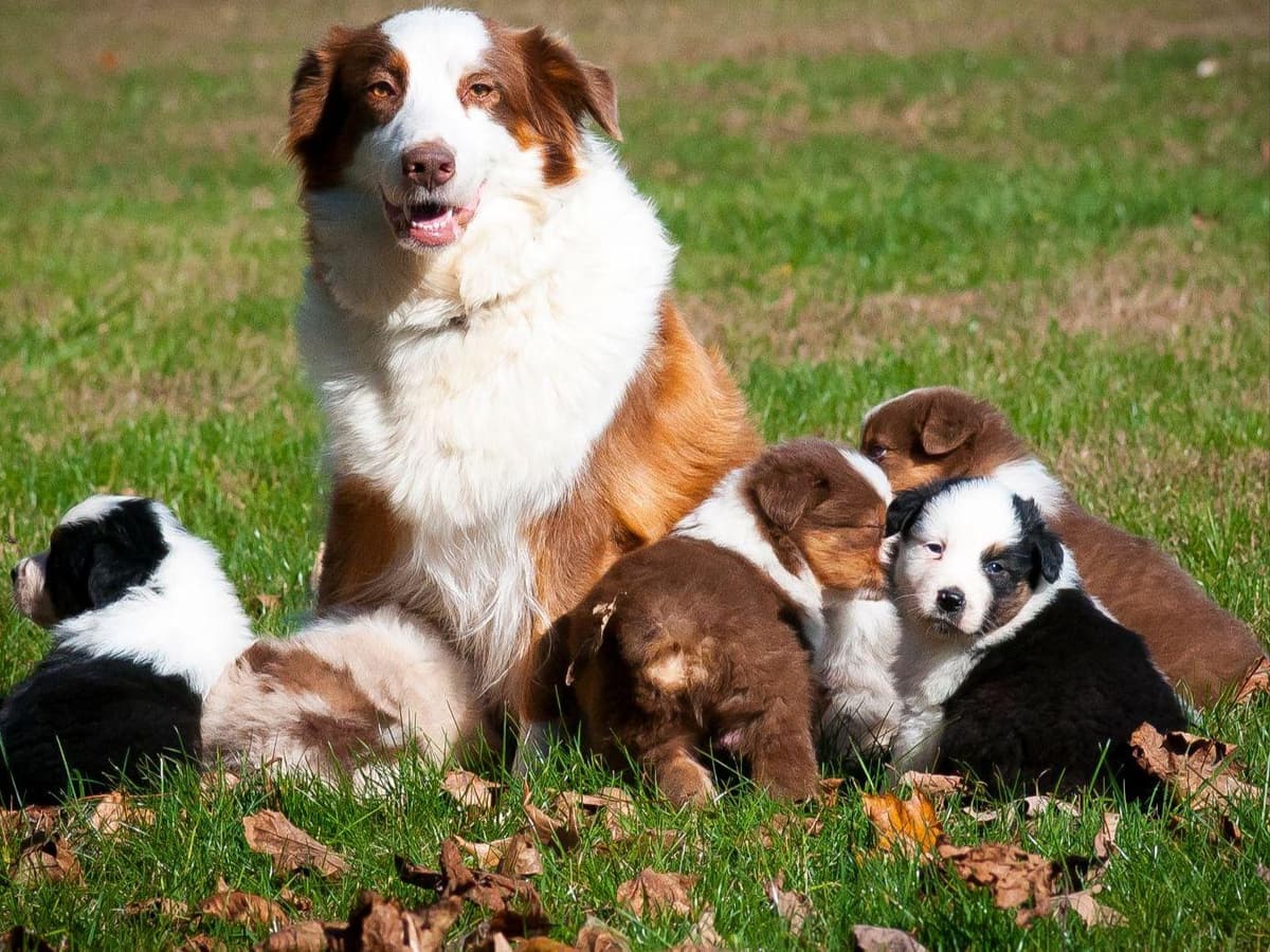 Australian Shepherd Puppies breeder image 1