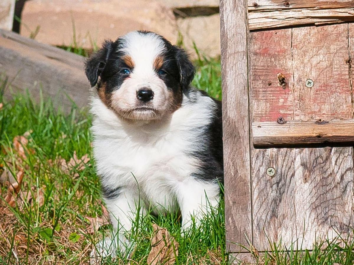 Australian Shepherd Puppies breeder image 2