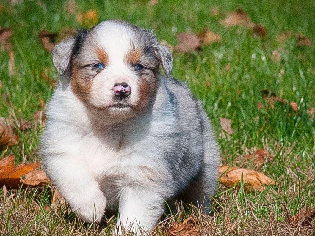 Australian Shepherd Puppies breeder image 4
