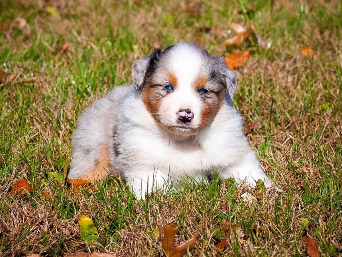 Australian Shepherd Puppies breeder image 5