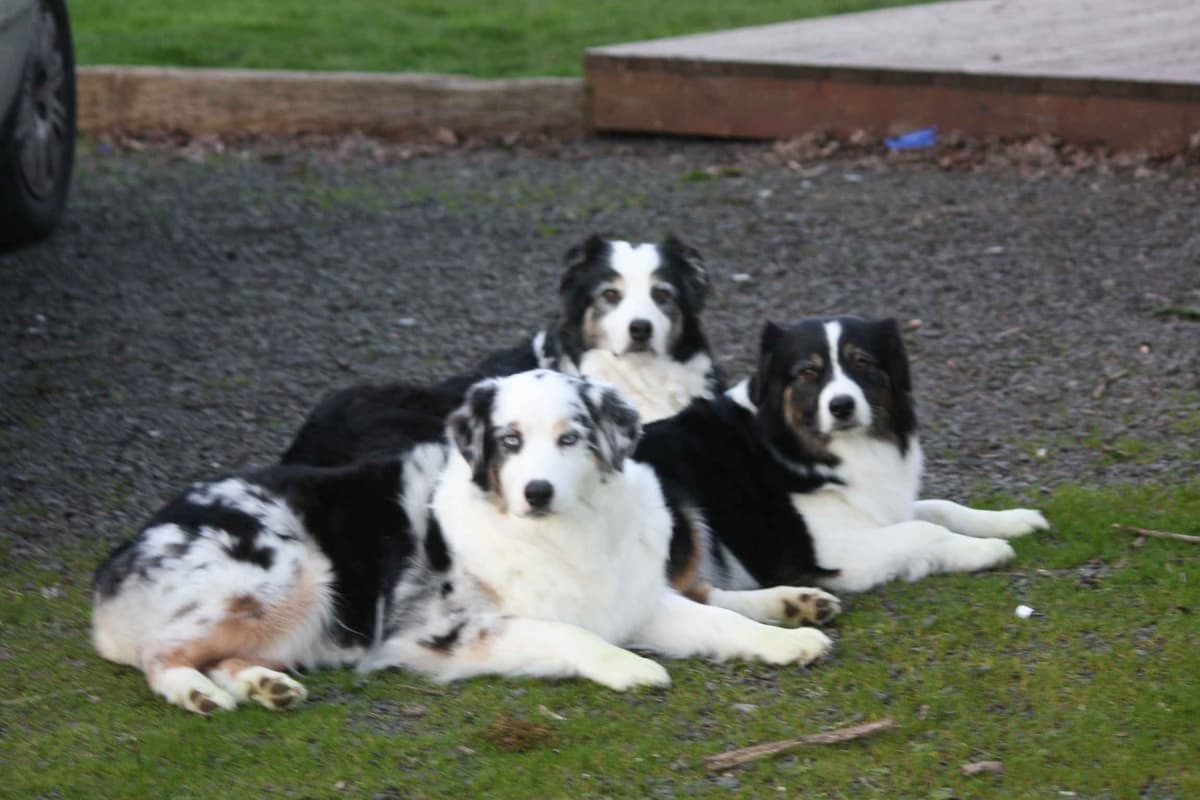Australian Shepherd Puppies breeder image 1