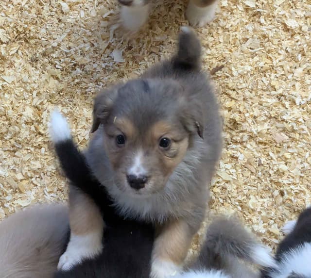Australian Shepherd Puppies media 3