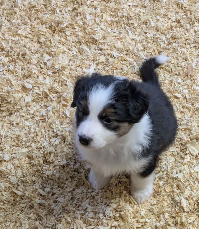 Australian Shepherd Puppies media 4
