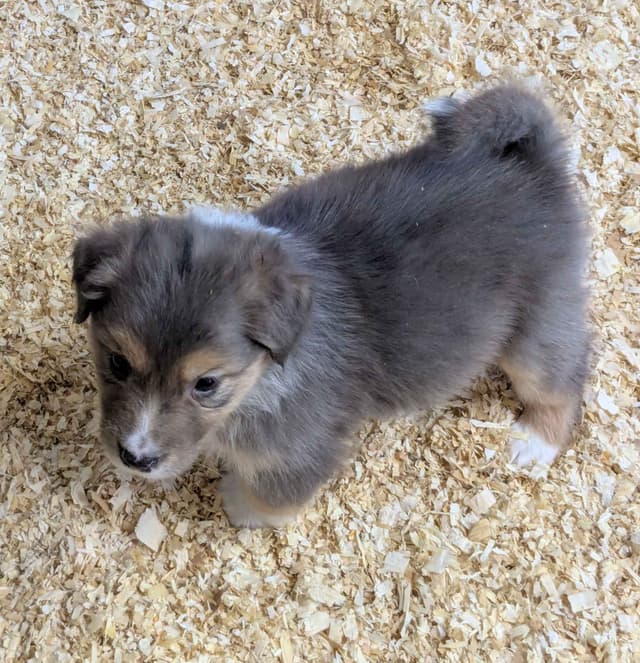 Australian Shepherd Puppies media 5