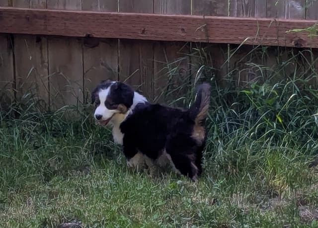 Australian Shepherd Puppies media 7