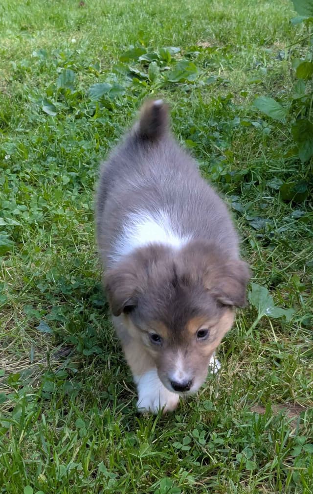 Australian Shepherd Puppies media 8