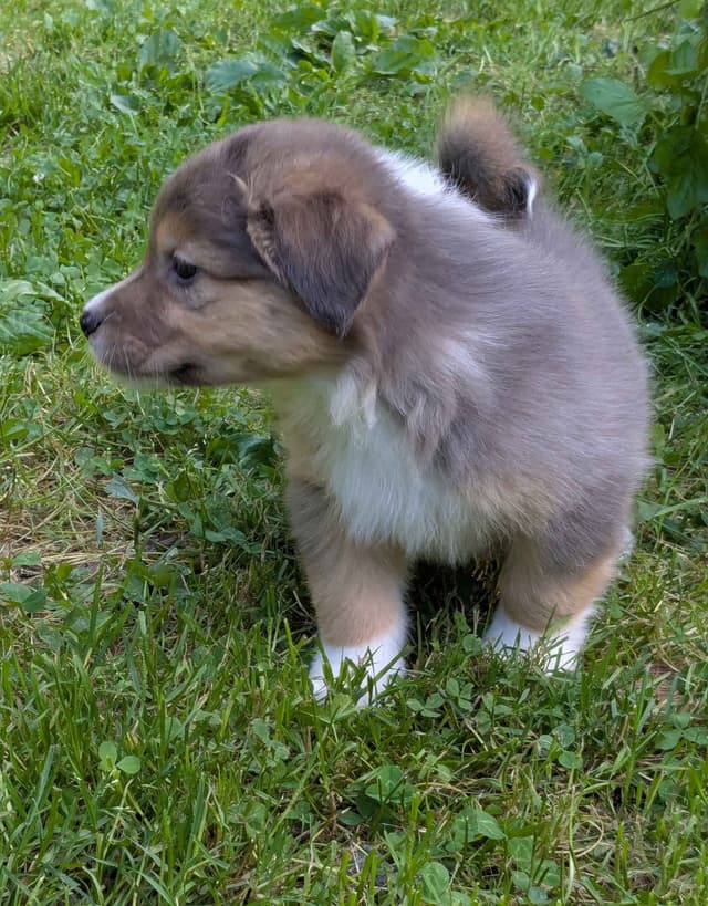 Australian Shepherd Puppies media 9