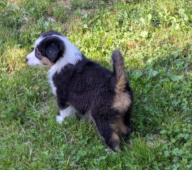 Australian Shepherd Puppies media 10