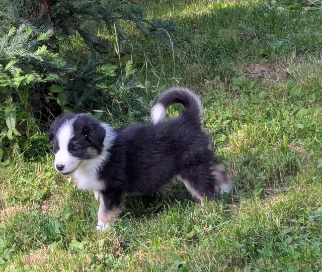 Australian Shepherd Puppies media 11