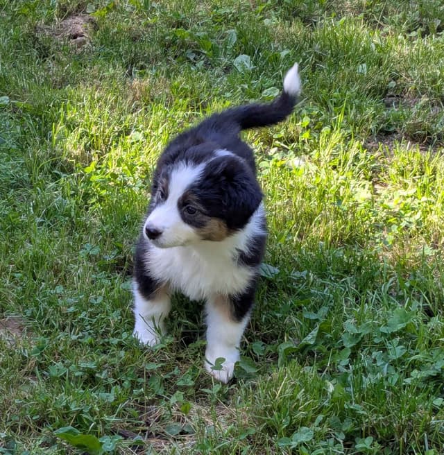 Australian Shepherd Puppies media 12