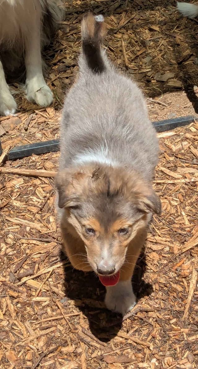 Australian Shepherd Puppies media 13