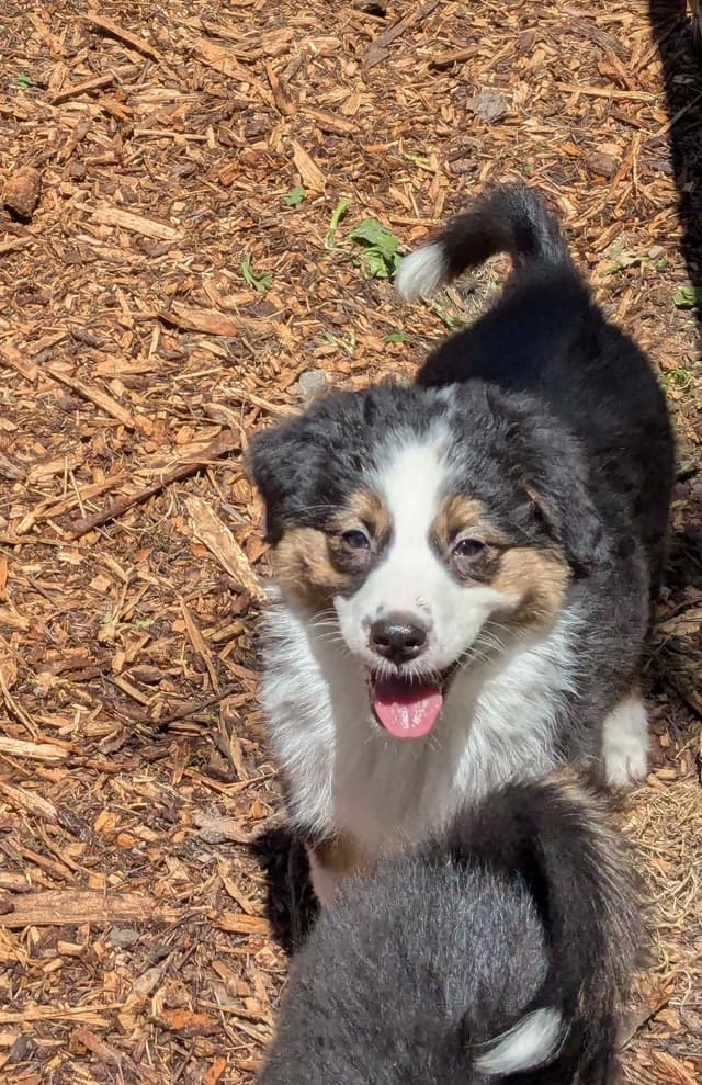 Australian Shepherd Puppies media 14