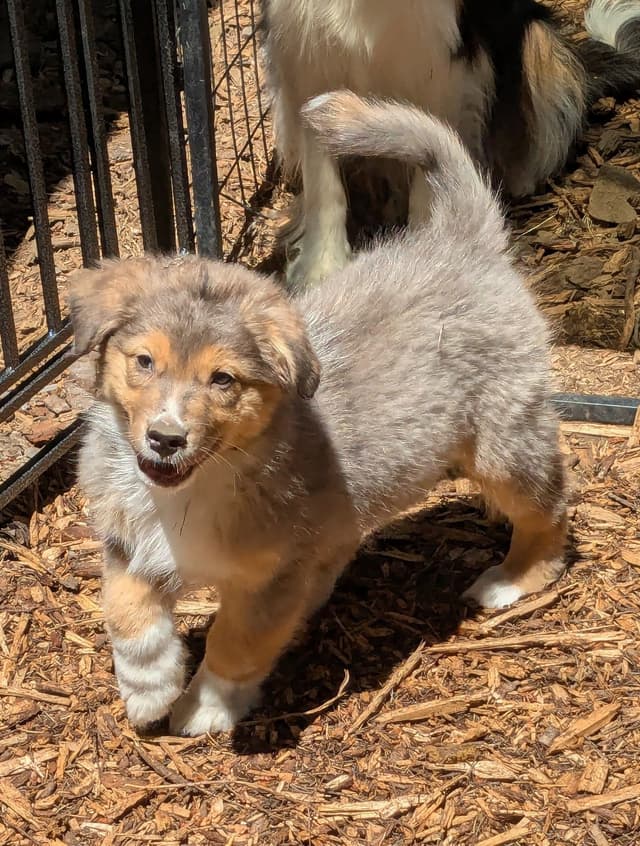 Australian Shepherd Puppies media 15