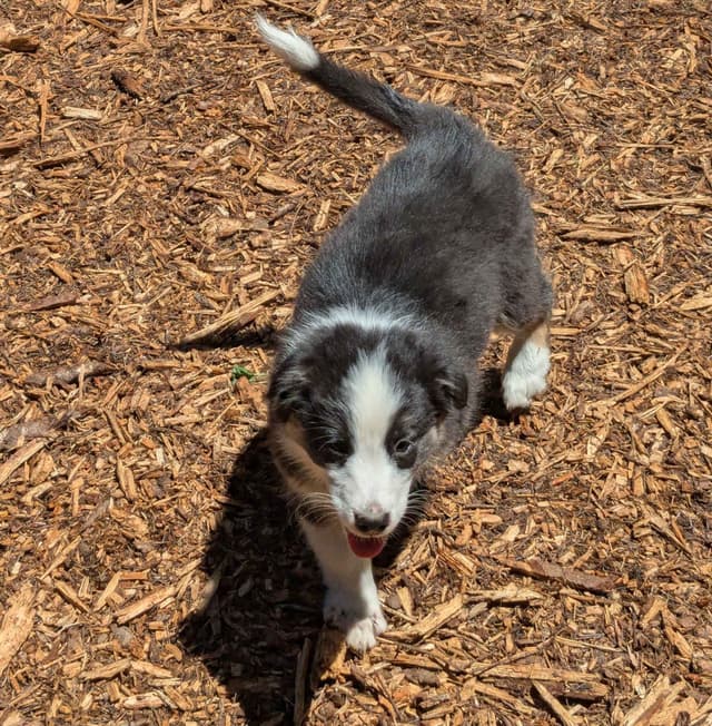 Australian Shepherd Puppies media 16