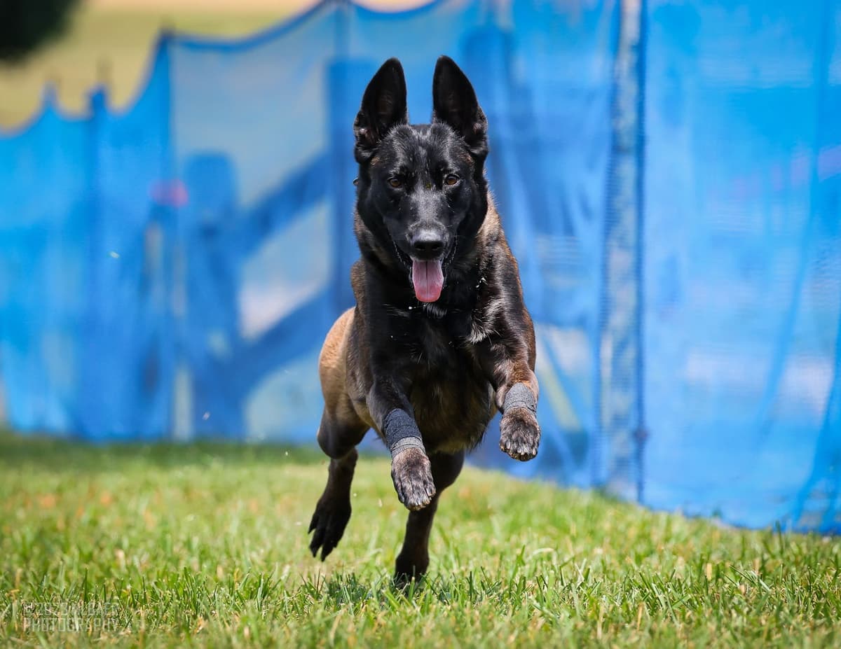 Performance Prospect Belgian Malinois Puppies breeder image 6