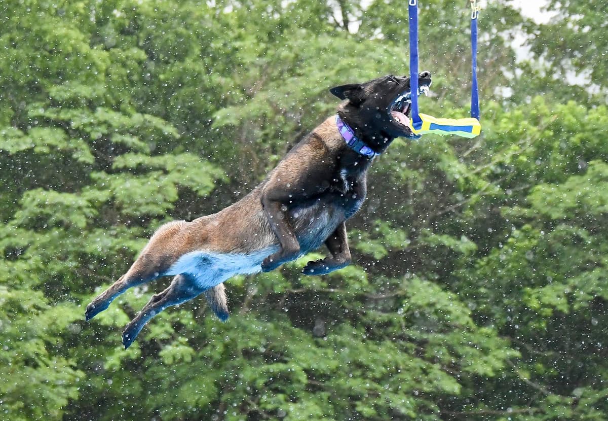 Performance Prospect Belgian Malinois Puppies breeder image 8