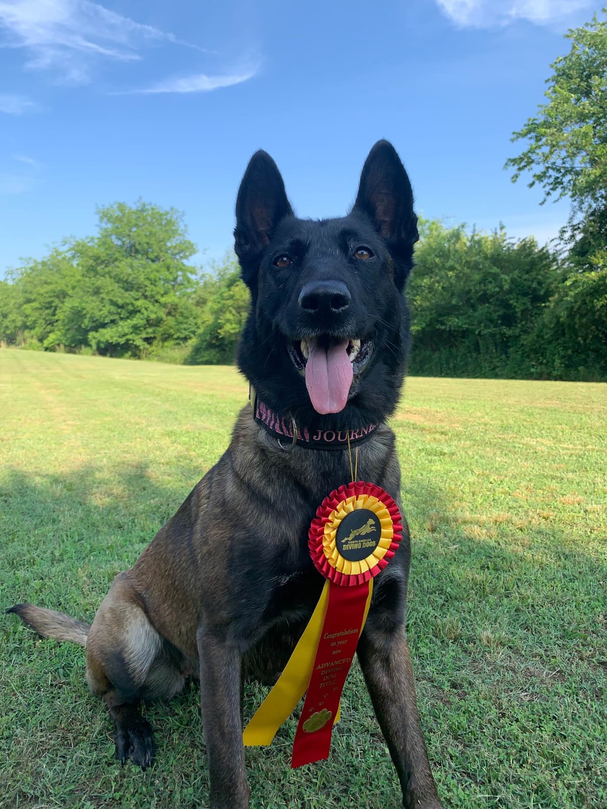 Performance Prospect Belgian Malinois Puppies breeder image 5