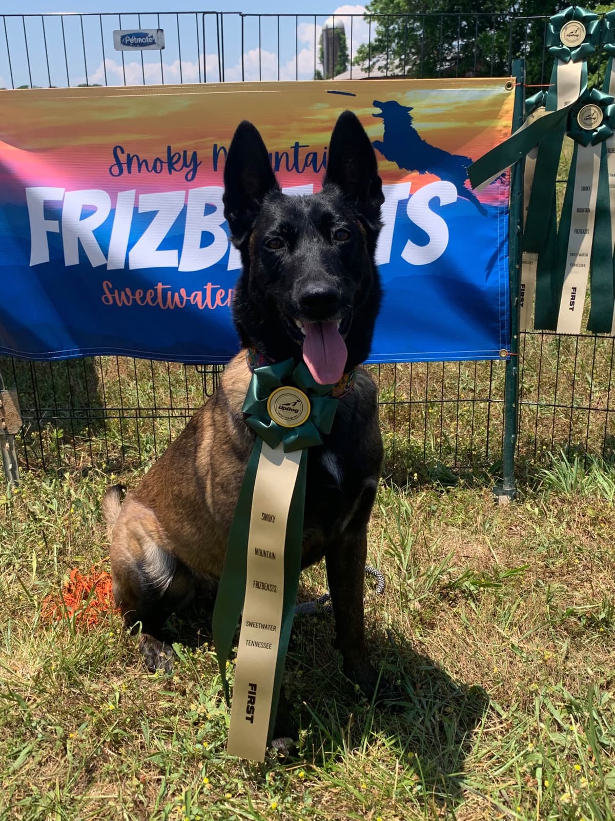 Performance Prospect Belgian Malinois Puppies breeder image 10