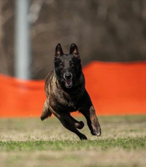 Performance Prospect Belgian Malinois Puppies media 3