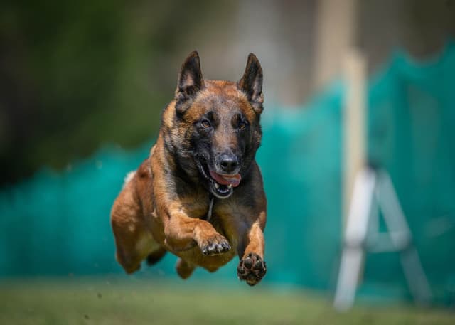 Performance Prospect Belgian Malinois Puppies media 4