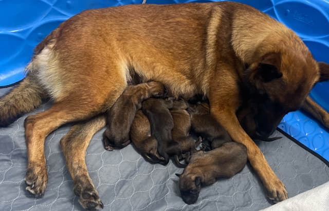 Performance Prospect Belgian Malinois Puppies media 6