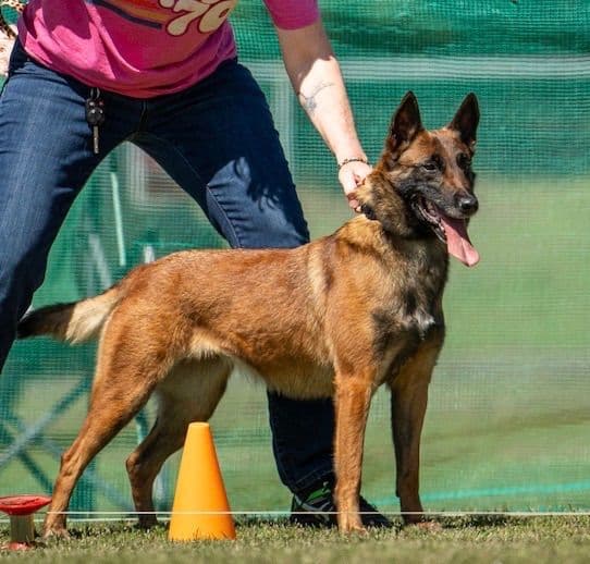 Performance Prospect Belgian Malinois Puppies breeder image 1