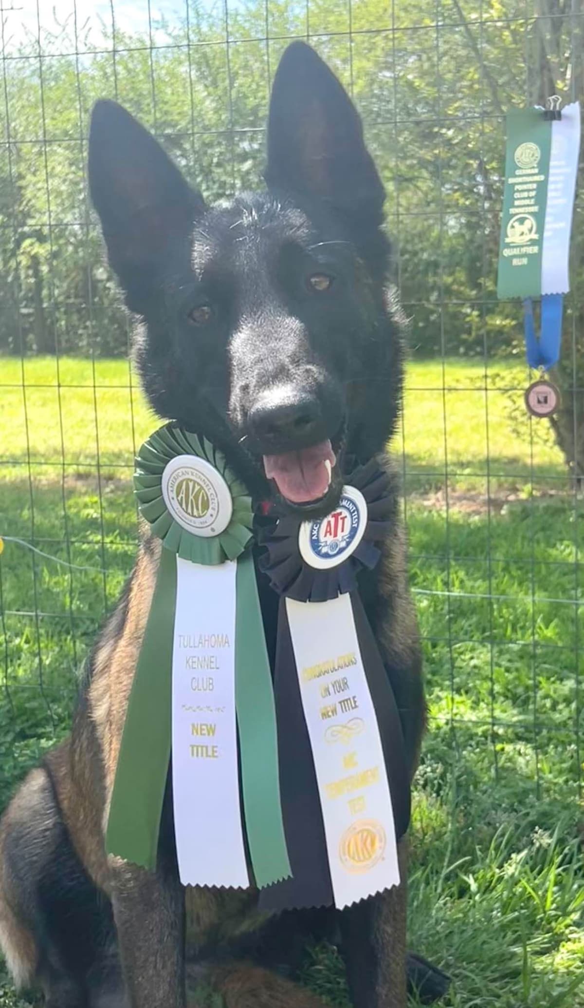 Performance Prospect Belgian Malinois Puppies breeder image 2