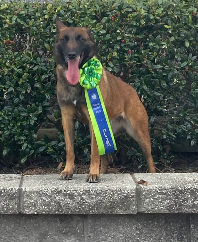Performance Prospect Belgian Malinois Puppies breeder image 3
