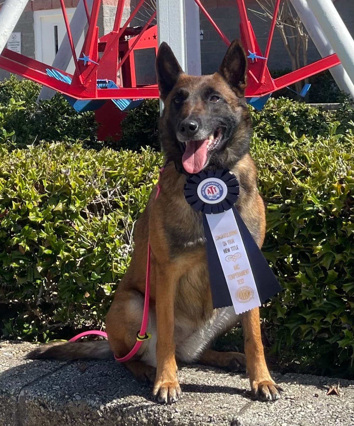 Performance Prospect Belgian Malinois Puppies breeder image 4