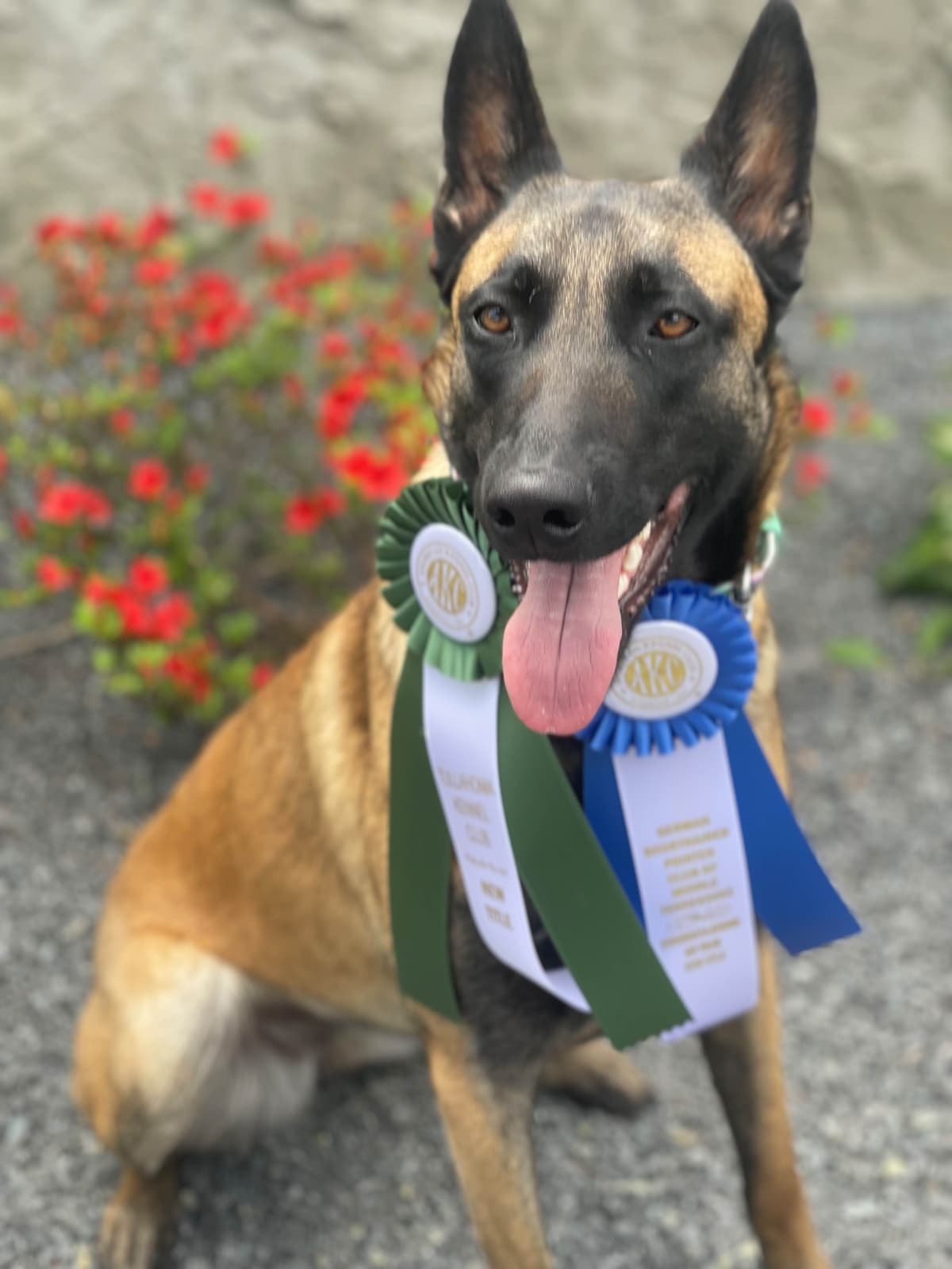 Performance Prospect Belgian Malinois Puppies breeder image 11