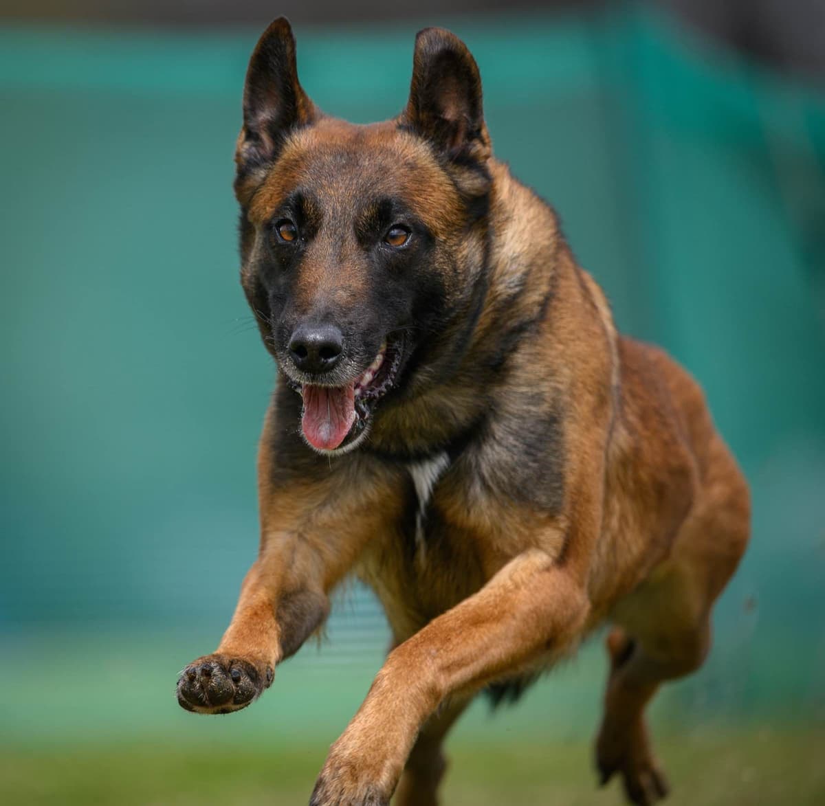 Performance Prospect Belgian Malinois Puppies breeder image 16
