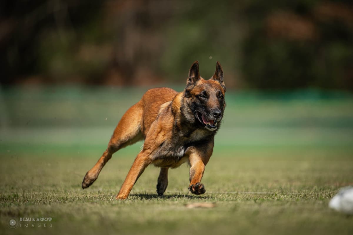 Performance Prospect Belgian Malinois Puppies breeder image 17