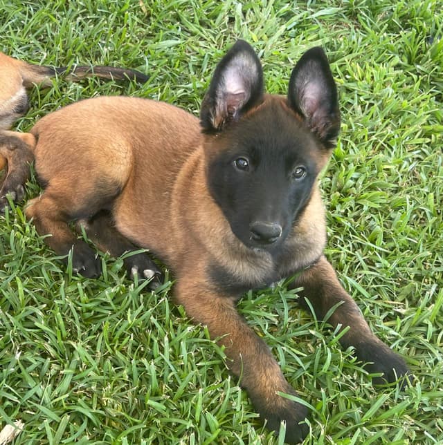 Performance Prospect Belgian Malinois Puppies media 2