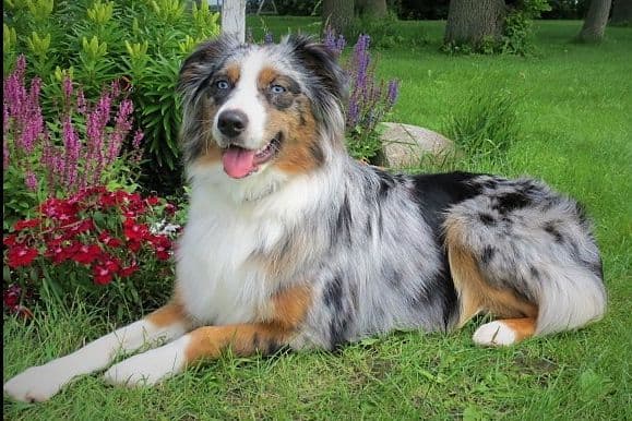 Australian Shepherd Puppies breeder image 3