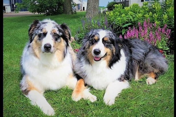 Australian Shepherd Puppies breeder image 4