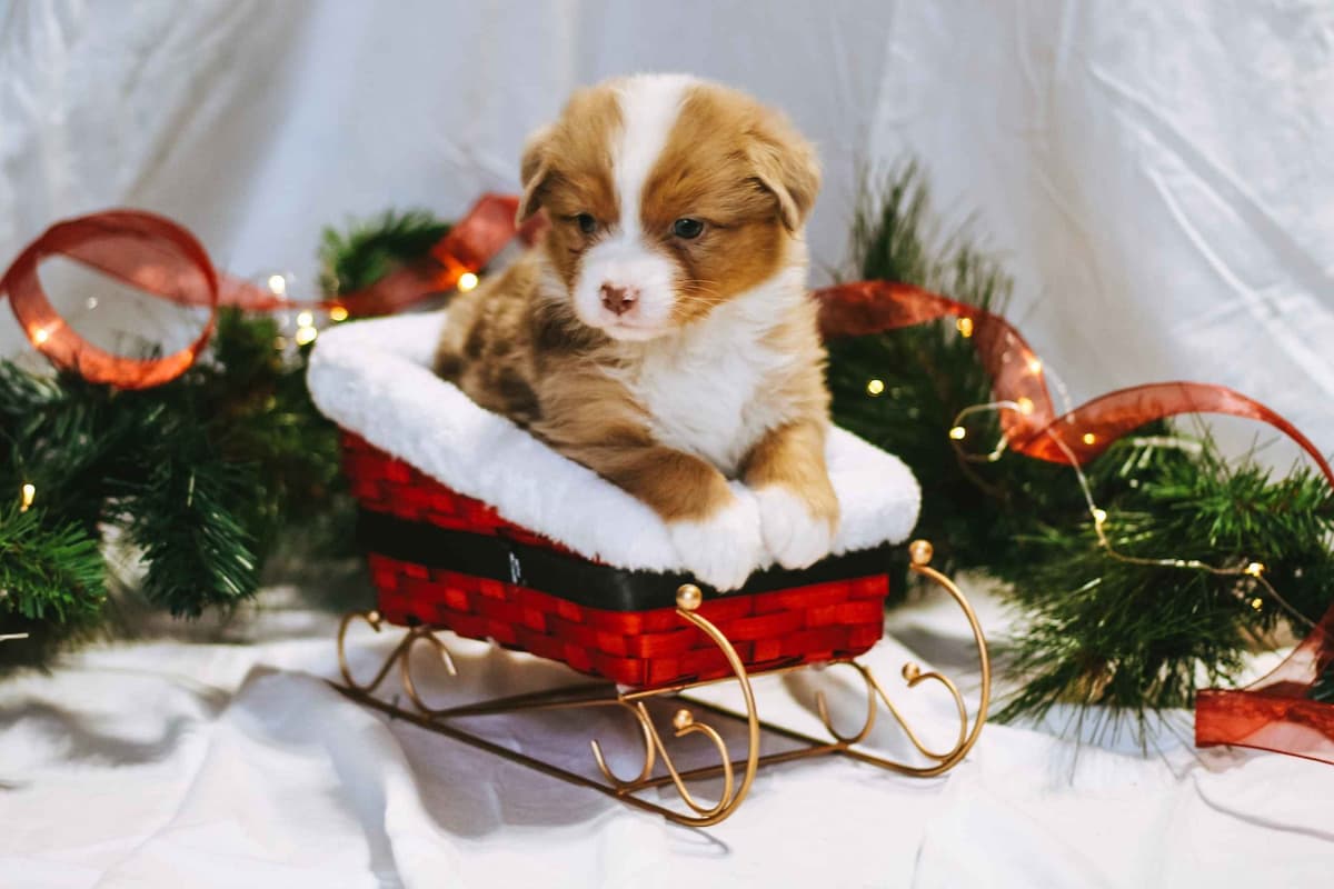 Australian Shepherd Puppies breeder image 6