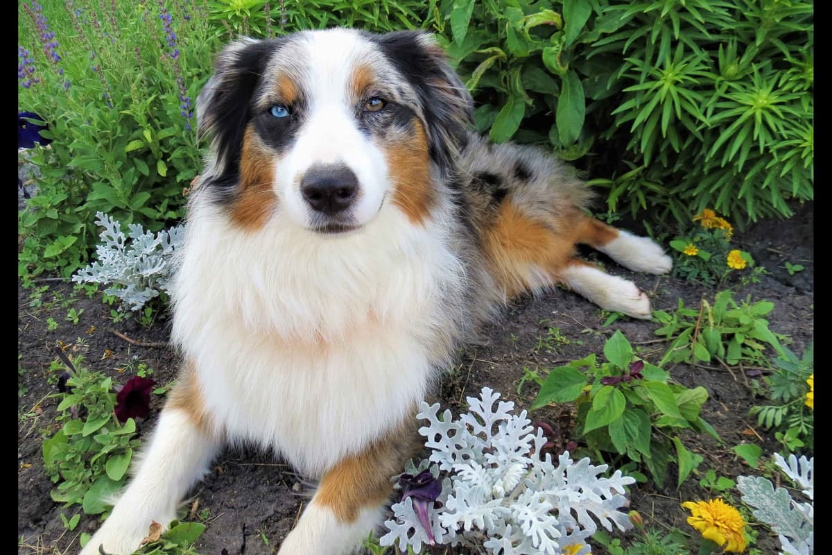 Australian Shepherd Puppies breeder image 5