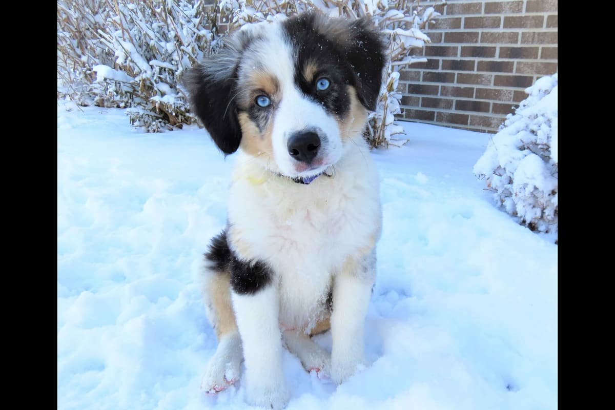 Australian Shepherd Puppies breeder image 2