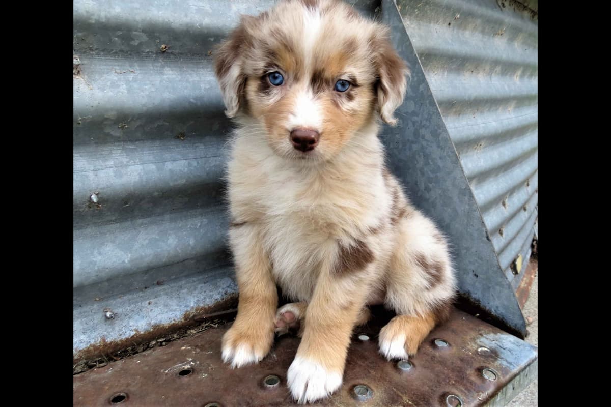 Australian Shepherd Puppies breeder image 1