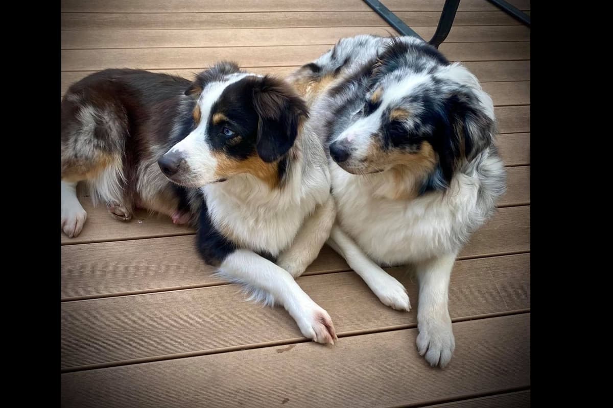 Australian Shepherd Puppies breeder image 8