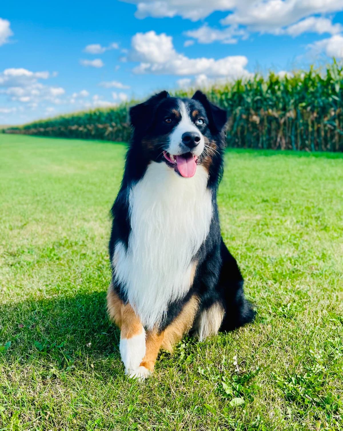 Australian Shepherd Puppies breeder image 9