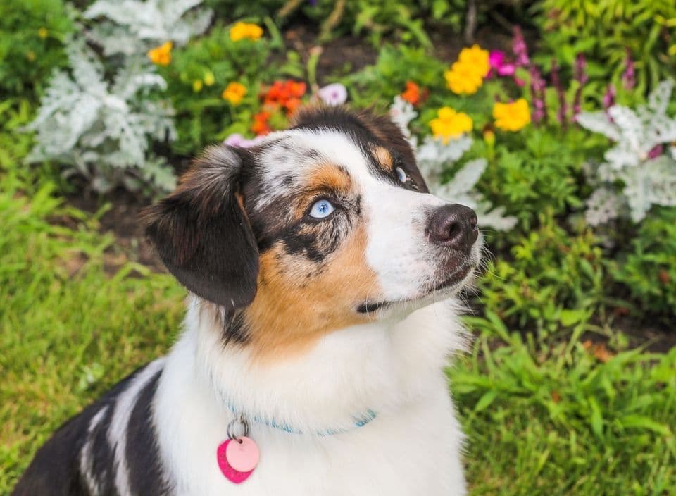 Australian Shepherd Puppies breeder image 11