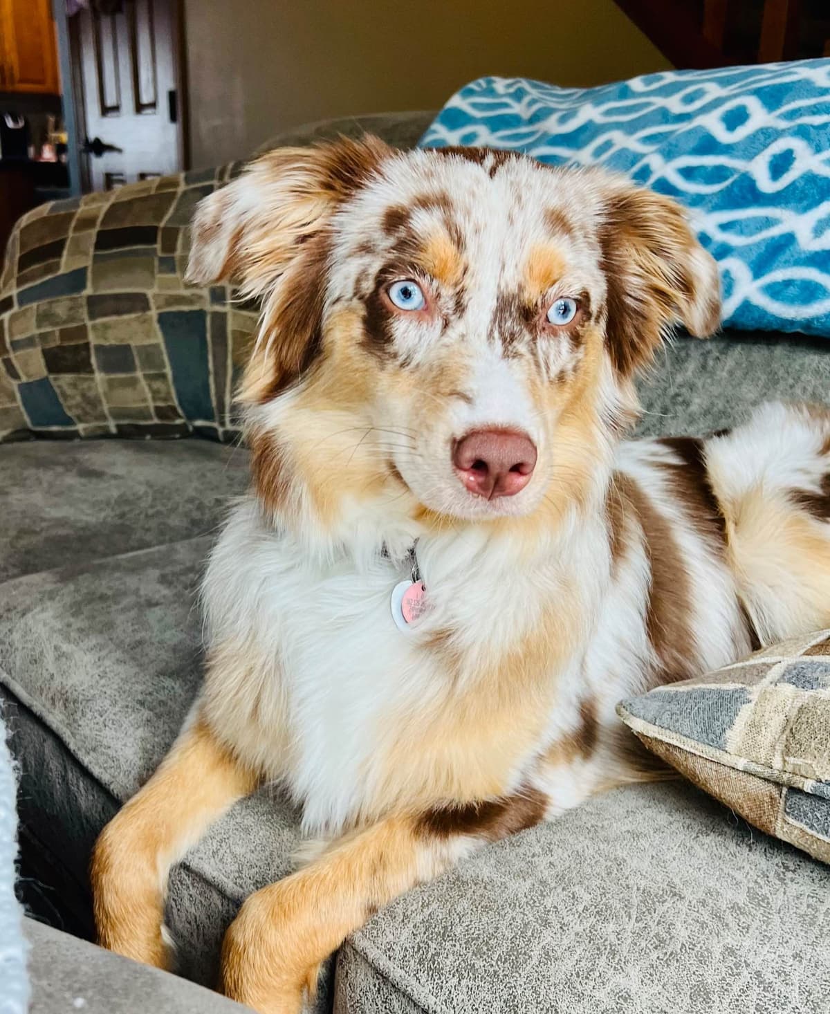 Australian Shepherd Puppies breeder image 12