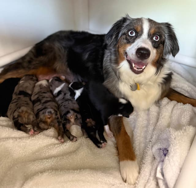 Australian Shepherd Puppies media 3