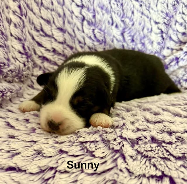 Australian Shepherd Puppies media 2