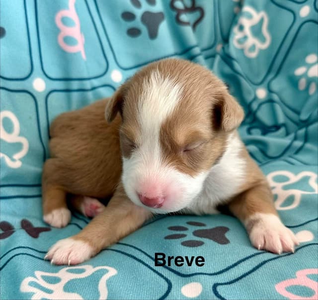 Australian Shepherd Puppies media 2