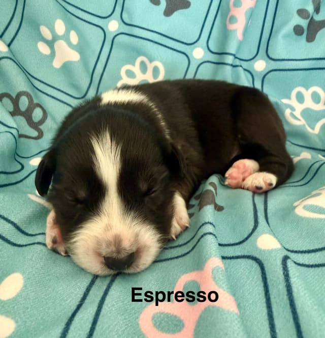 Australian Shepherd Puppies media 3